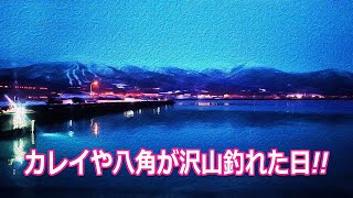 【北海道石狩湾・小樽釣り】岩内港でカレイや八角が沢山釣れた日!!　2024.2.25　北国の生活（ソウハチカレイ、八角、ホッケ、ニシン他、夜釣り、投光器、サビキ釣り、岩内港フェリー埠頭）