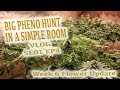 Week 6 Flower Update - Partial Harvest  - Big Pheno Hunt In a Simple Room VLOG (SE01EP04)