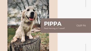 Best Puppy Trainers ||| 5 Month Old Golden Retriever, Pippa ||| New One Week Board and Train Program