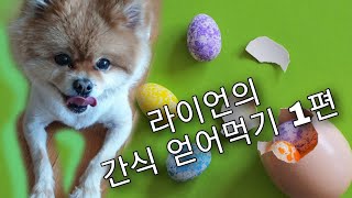 [병맛 중국어] 라이언의 간식 얻어먹기 1편 #강아지 #중국어기초 # 중국어 회화