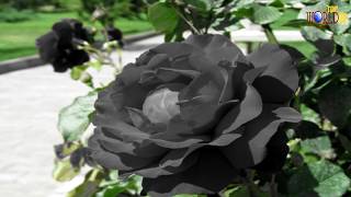 Beautiful Black Roses