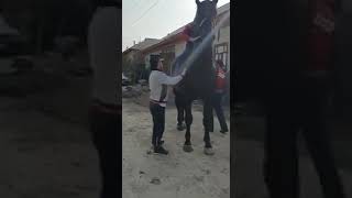 Лошадь 🐎 ( Аспи) 2М