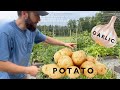 EPIC Harvest! TRUCK Load | Potatoes & Garlic