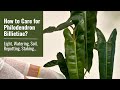 How to Care for Philodendron Billietiae: Light, Watering, Repotting, Staking, and More!