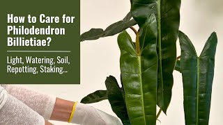 How to Care for Philodendron Billietiae: Light, Watering, Repotting, Staking, an