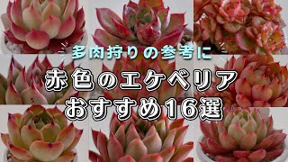 赤色に紅葉するおすすめのエケベリア16選を紹介 | 多肉植物 | ガーデニング |