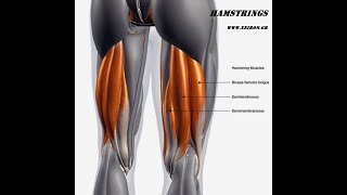 💥Rehabilitation muscle sprain hamstring 💥