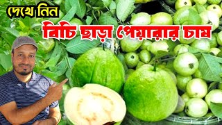 বিচি ছাড়া পেয়ারার চাষ || Seedless Guava Cultivation