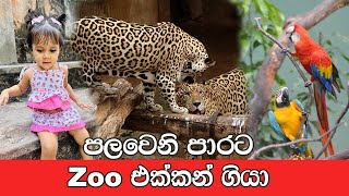 පලවෙනි පාරට Zoo එක්කන්  ගියා | Dehiwala Zoo | Krish and Hansi Vlogs