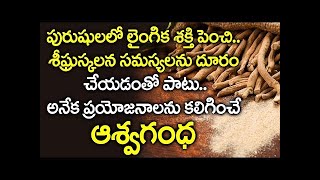 అశ్వగంధ ప్రయోజనాలు వింటే ఆశ్చర్యపోక తప్పదు I  Ashwagandha Health Benefits I Shinetv Telugu Health