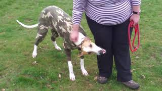 Spot the Greyhound Puppy - is well - just a puppy