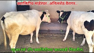 प्युअर HF टॉप क्वालिटीच्या कालवडी खरेदी कराण्याचं विश्वसनीय ठिकाण अनिलशेठ वैरागर.मु.पो.घोडेगाव.अ.नगर