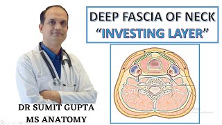 DEEP CERVICAL FASCIA : INVESTING LAYER