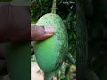 sweet mango මී අඹ mobile camera testing youtubeshort trending subscribe sanjith dilhan