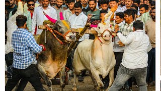 सरपंच केसरी सावरदरी ता. खेड  मेघा फायनल भिडवली पठयाने ओम्या शंभु जुगलबंदी १० सेकंद ८८ मिली पॉईंट