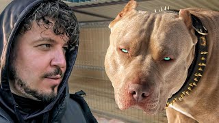 THE STRONGEST PITBULL IN THE WORLD! Powerful, fearless protector and guard! Dragon Life Pitbulls