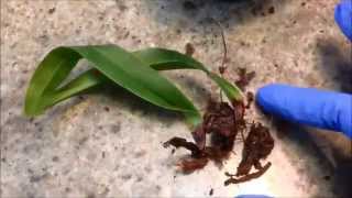 FernCrafts: Orchid Update - Paph battling Rot Sept,  2014