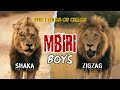 LOS SEÑORES DE LA GUERRA (The Warlords) | ZIGZAG (SCAR) y SHAKA #nature #viral #lion #animals