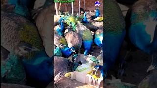 Peacocks are eating #peacock #shorts #amazingfacts