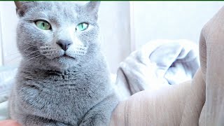 【猫動画】嫁の腕をがっちりホールドしちゃうロシアンブルー【russianblue】Russian blue that holds the bride's arm firmly