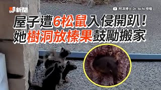 屋子遭6松鼠入侵！他「樹洞放榛果」鼓勵搬家成功｜野生動物｜美國