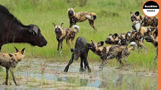 Mother Buffalo Tries to Save her Calf From Wild Dogs