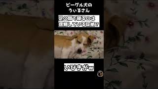 犬が足の間で寝るのは信頼している証拠？あたたまってるだけ？　＃shorts #犬  #ビーグル