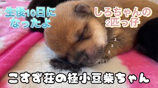 こすず荘　極小豆柴の成長記録 ♪ The record of very small Shiba Inu dog’s growth.超絶かわいいです❤️