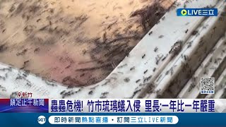 密集恐懼症者快逃! 琉璃蟻入侵新竹 動作快.咬人痛卻滅不完 琉璃蟻無孔不入甚至鑽壞電器 里長嘆:一年比一年嚴重｜記者 張浩譯 胡嘉珍｜【LIVE大現場】20231029｜三立新聞台