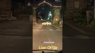 lion block road | lion sasan gir | junagadh | lion on road |#lion #shortsfeed #shorts