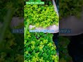 【花風景】マルバマンネングサ セダム多肉植物