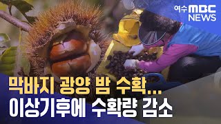 막바지 광양 밤 수확...이상기후에 수확량 감소  -R(231017화/뉴스데스크)