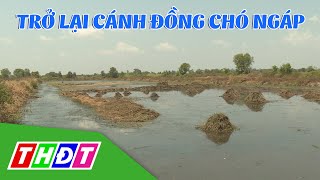 Trở lại cánh đồng chó ngáp - vùng đất đồng khô cỏ cháy một thời ở miền Tây | THDT