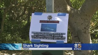 Shark Warning Signs Posted After Sighting Near Aptos