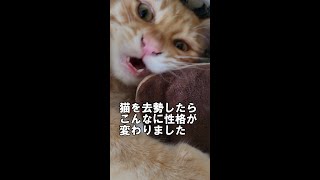 猫を去勢したらこんなに性格が変わりました #short #YouTubeshort