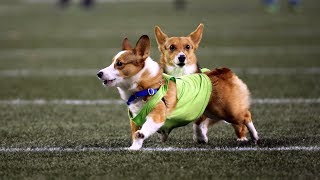 Seahawks Host Corgi Races During MNF Halftime