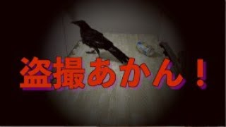 [023]一人で遊ぶカラス[A crow playing alone.]