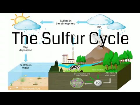 What is the source of Sulphur for bacteria?