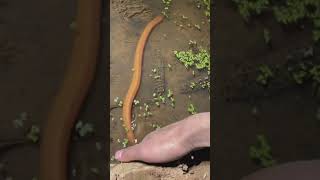 장어 잡기 (Top viral eel catching ) 후크를 사용하여 구멍에서 놀라운 장어 낚시