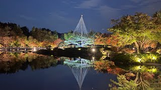 2022年11月昭和記念公園の紅葉\u0026黄葉ライトアップ