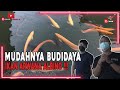 MUDAHNYA BUDIDAYA IKAN ARWANA ALBINO !!! | UNTUK PARA PEMULA YANG INGIN SUKSES !!!