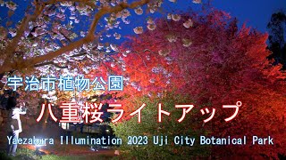 このショッキングな赤い樹は何？　八重桜ライトアップ　2023　宇治市植物公園　Yaezakura Illumination 2023 Uji City Botanical Park