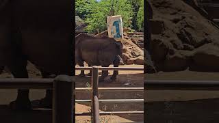 Rhino Pee  #hawaiizoo