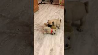 Hector❤️#youtubeshorts #shorts #cute #pug #entertainment #funny #playful #viral #dog #shorts #play