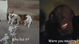 Who Did That?! | Guilty Dogs Video Compilation 2018