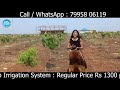 narayakhed sangareddy real estate sandalwood farm land venture