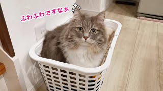 洗いたての洗濯物を最速で毛まみれにしていく猫…【サイベリアンのラフィ#127】