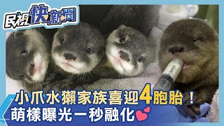 北市動物園小爪水獺家族喜迎4胞胎！ 4寶萌樣曝光一秒融化－民視新聞