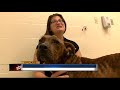 starving dog being nursed back to health