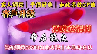 【樂魚愉人水族】帝居龍魚 客人原飼養WALTER瓦爾特 回店升級 這麼不錯的一條魚也不貴既然升級更好的  此魚福利回饋#樂魚愉人水族 #tracy特瑞斯 #walter瓦爾特 #水族館